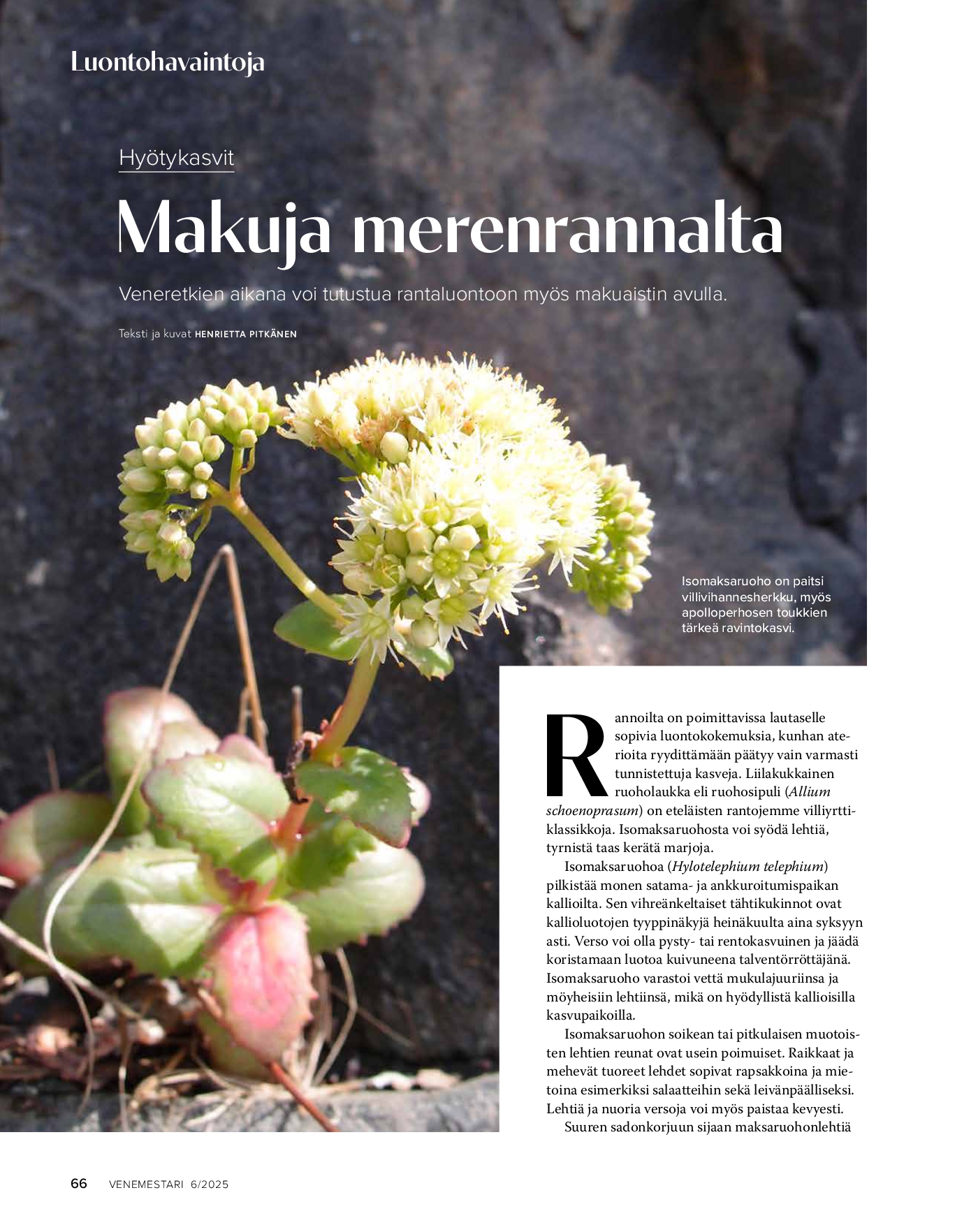 Luontohavaintoja: hyötykasvit