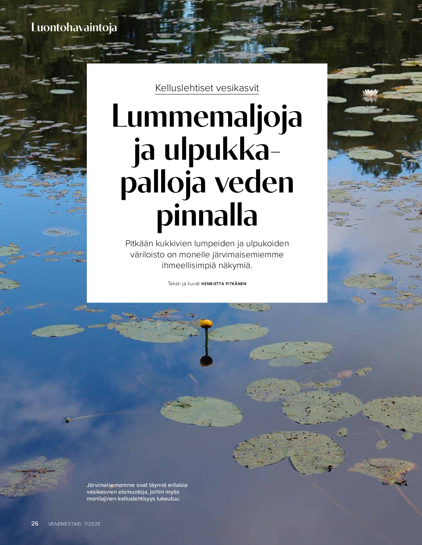 Luontohavaintoja: kelluslehtiset vesikasvit