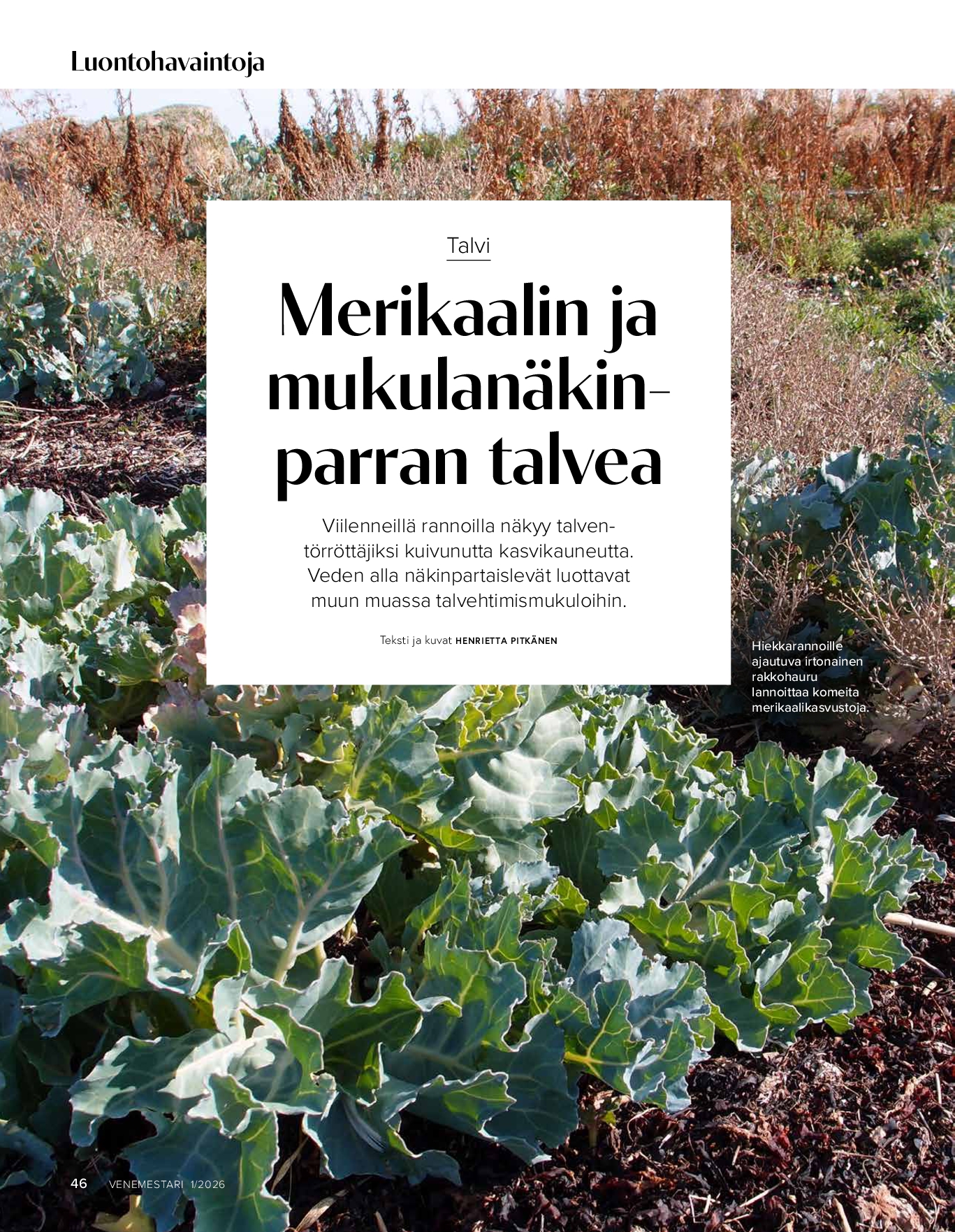 Luontohavaintoja: Talvi