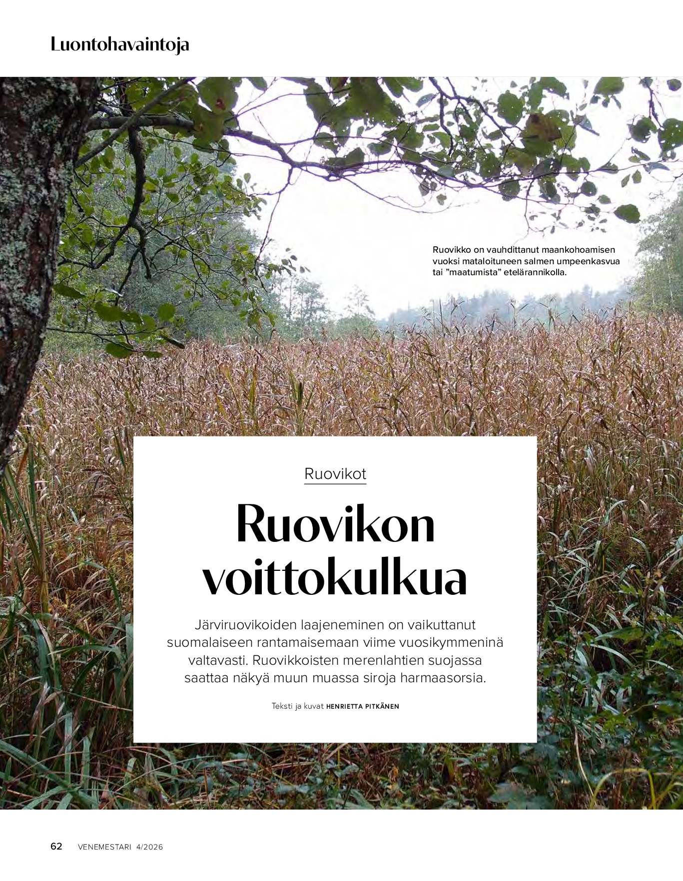 Luontohavaintoja: ruovikot