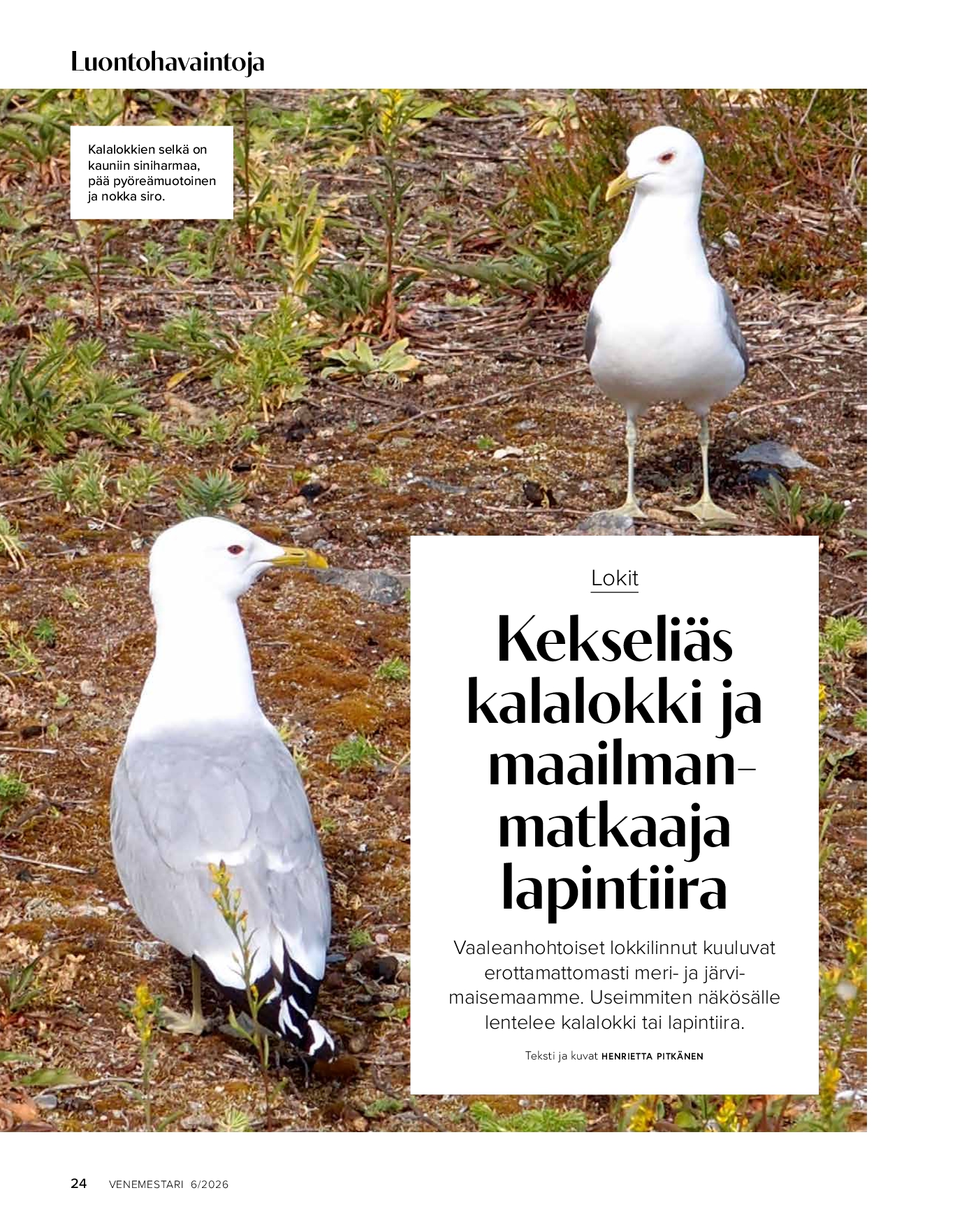 Luontohavaintoja: lokkilinnut