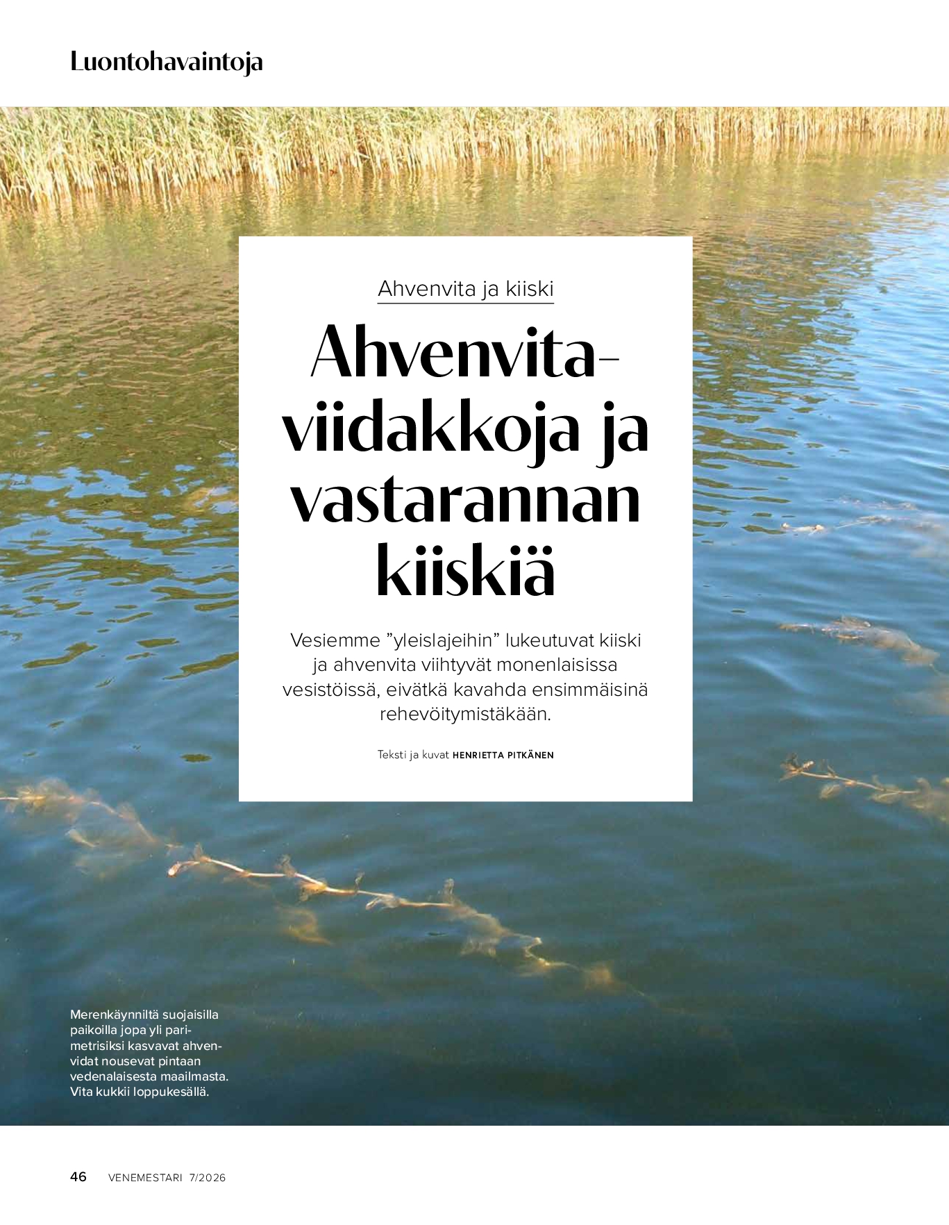 Luontohavaintoja 7/2026: kiiski ja ahvenvita